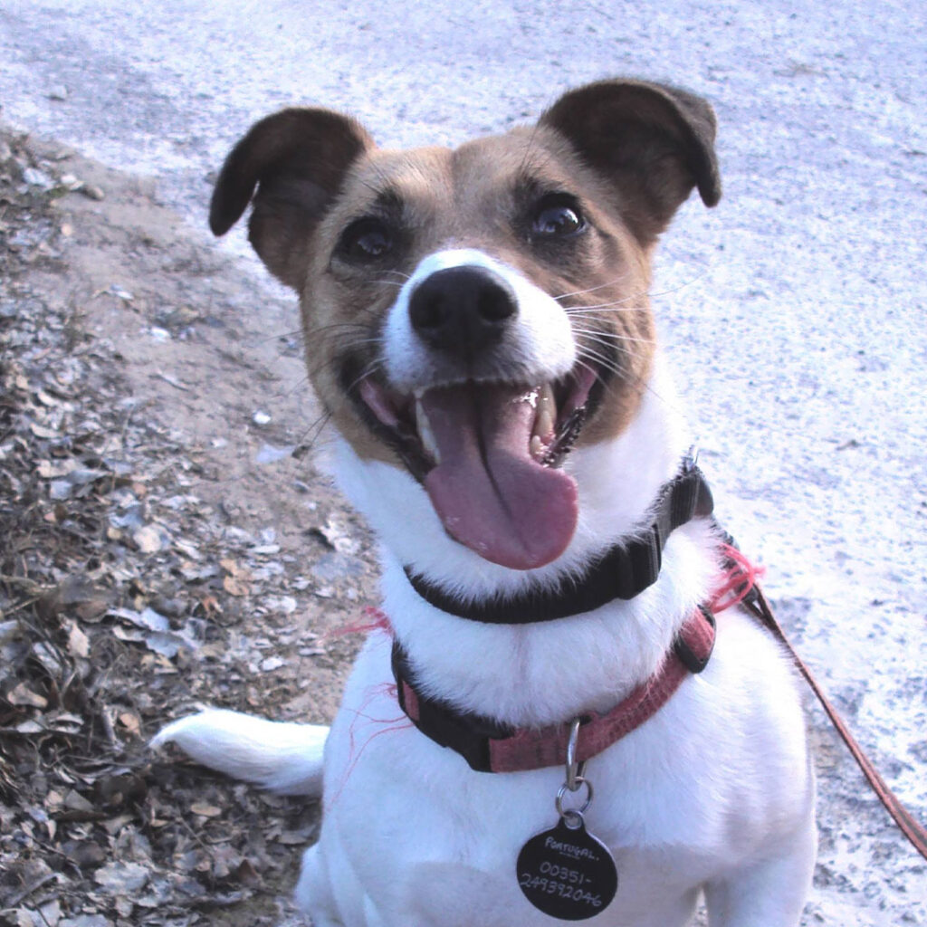 VIPDOG_FOTO1