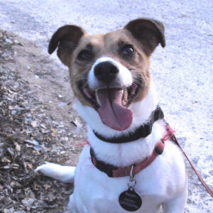 VIPDOG_FOTO1