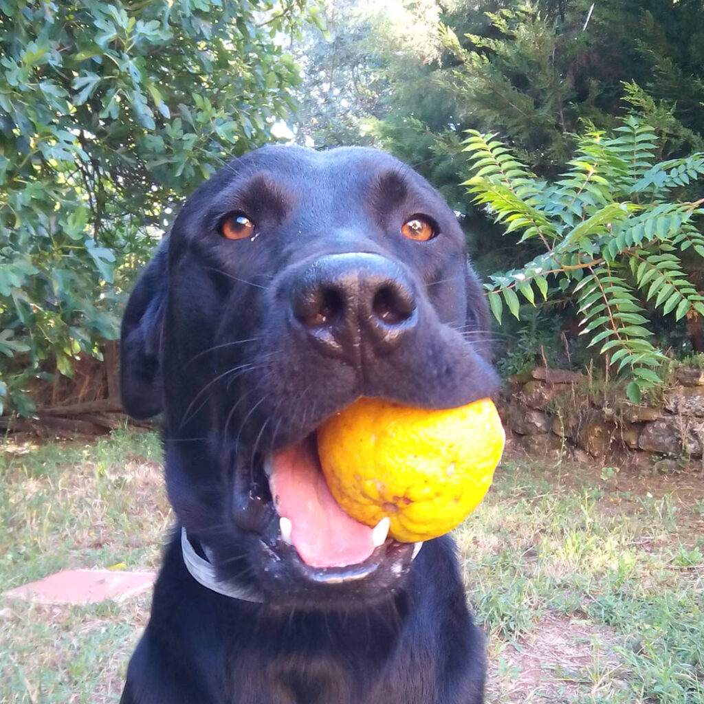 VIPDOG_FOTO2